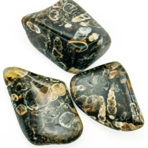 Turritella Agate Tumblestone